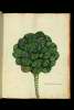  Fol. 85 

Brassica leucanthos, seu Peregrina.